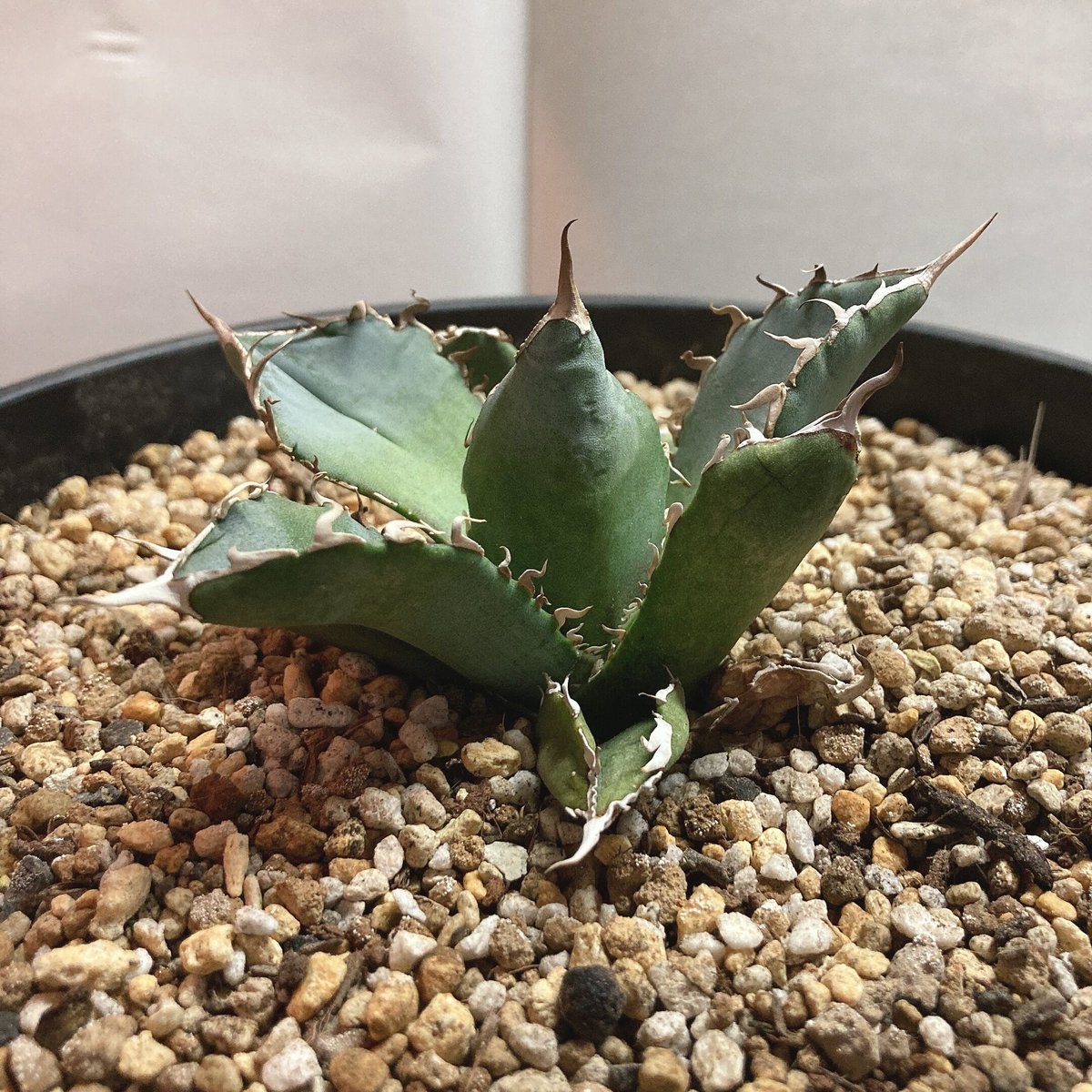 アガベ チタノタ 白鯨 裏棘③ | 4S'easons.