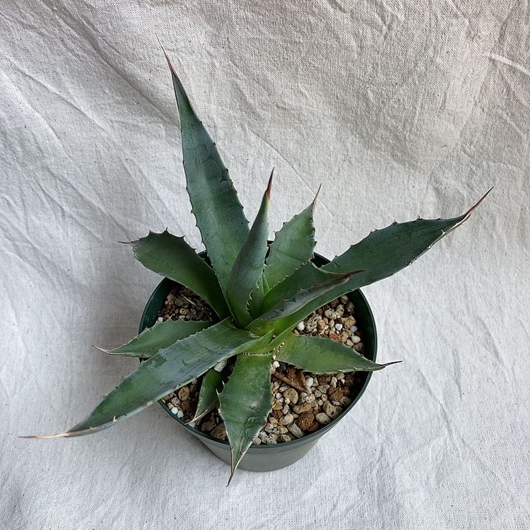 アガベ モンタナ 多肉植物 美苗✨ | 4S'easons.