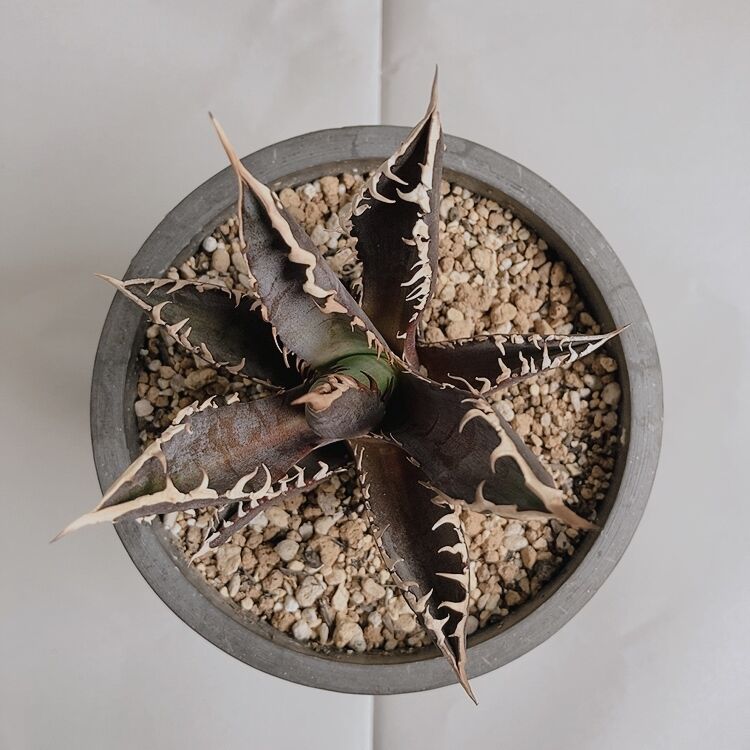 極上‼︎ ★Agave titanota Red Catweezle★ 裏棘アリ 2厳選中株 アガベ チタノタ レッドキャットウィーズル Red