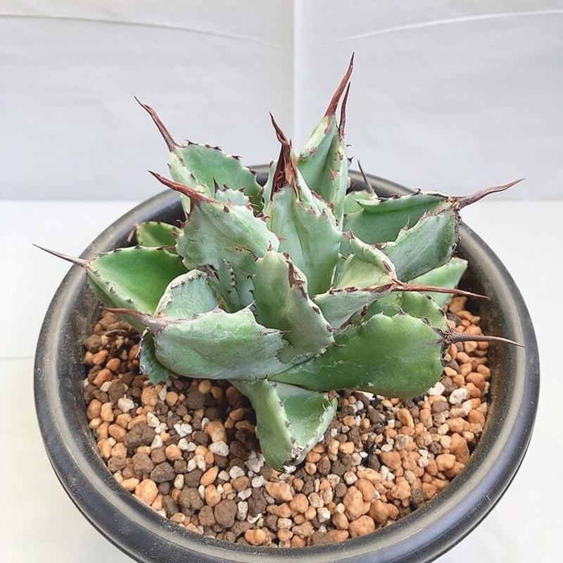 アガベ ポタトラム キュービック モンスト 短葉 | 4S'easons.