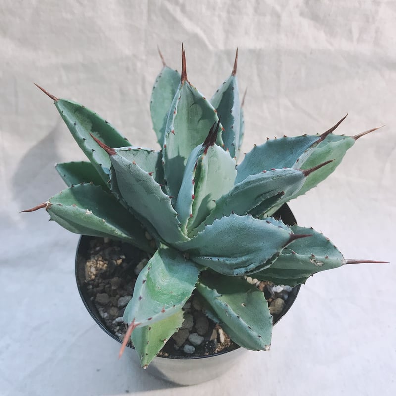 60\r株 多肉植物 アガベ　ポタトラム　キュービック アガベ ポタトラム キュービック / Agave potatorum cubic / PC-