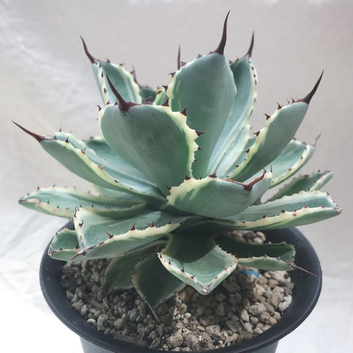 アガベ　チタノタ　吉祥冠錦　バーントバーガンディ　鉢ごと　大株 アガベ チタノタ 吉祥冠錦 バーントバーガンディ 鉢ごと 大株 アガベ