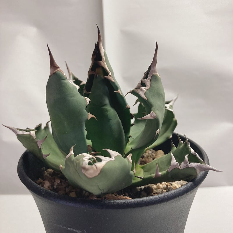 アガベチタノタ農大（親株） Yahoo!オークション - アガベ チタノタ NO1 ナンバーワン 農大