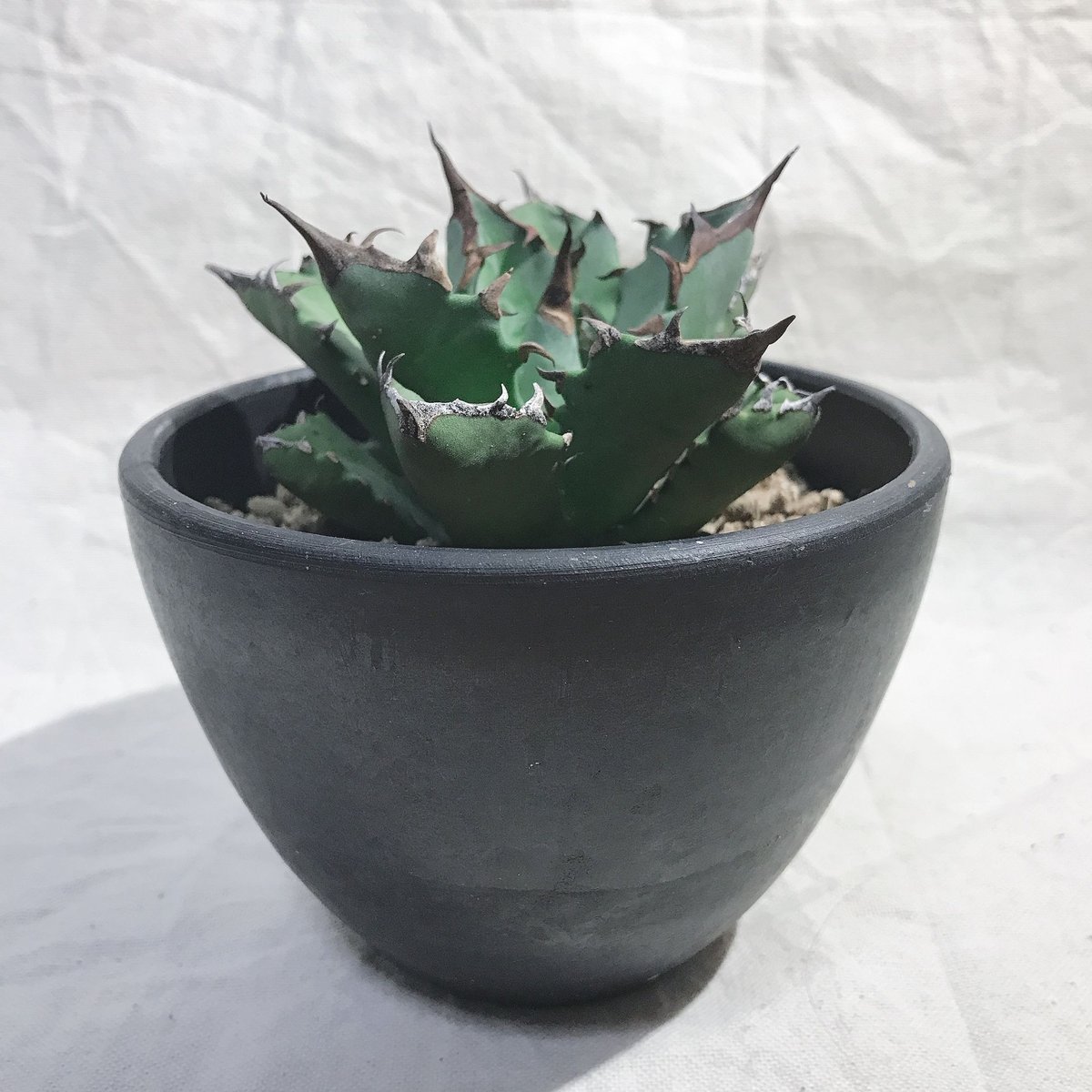 ta様2つ✨アガベ チタノタ ナンバーワン 農大系 肉厚 ①と⑤ ta様2つ✨アガベ チタノタ ナンバーワン 農大系 肉厚 ①と⑤