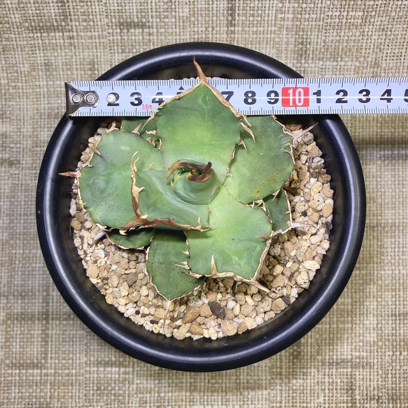 Lj_plants A149特選 アガベ 面倒臭く 多肉植物 チタノタ 海王 強 Lj_plants A149特選 アガベ 面倒臭く 多肉植物 チタノタ 海王 強