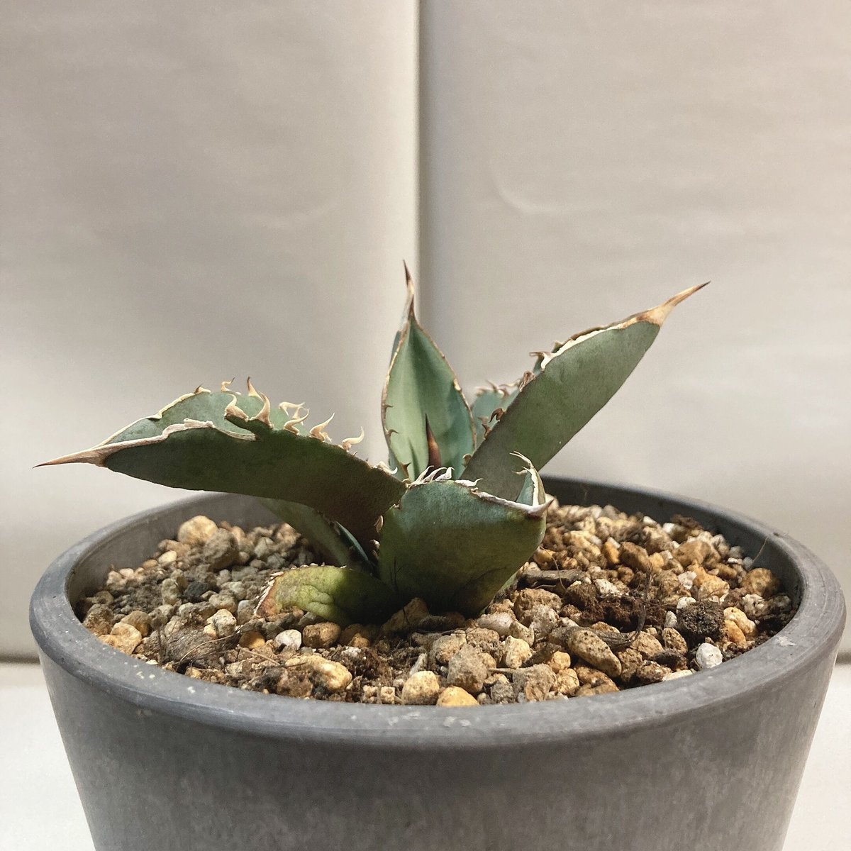 アガベ イシスメンシス×デスメティアナ スムースエッジ 【公式通販】