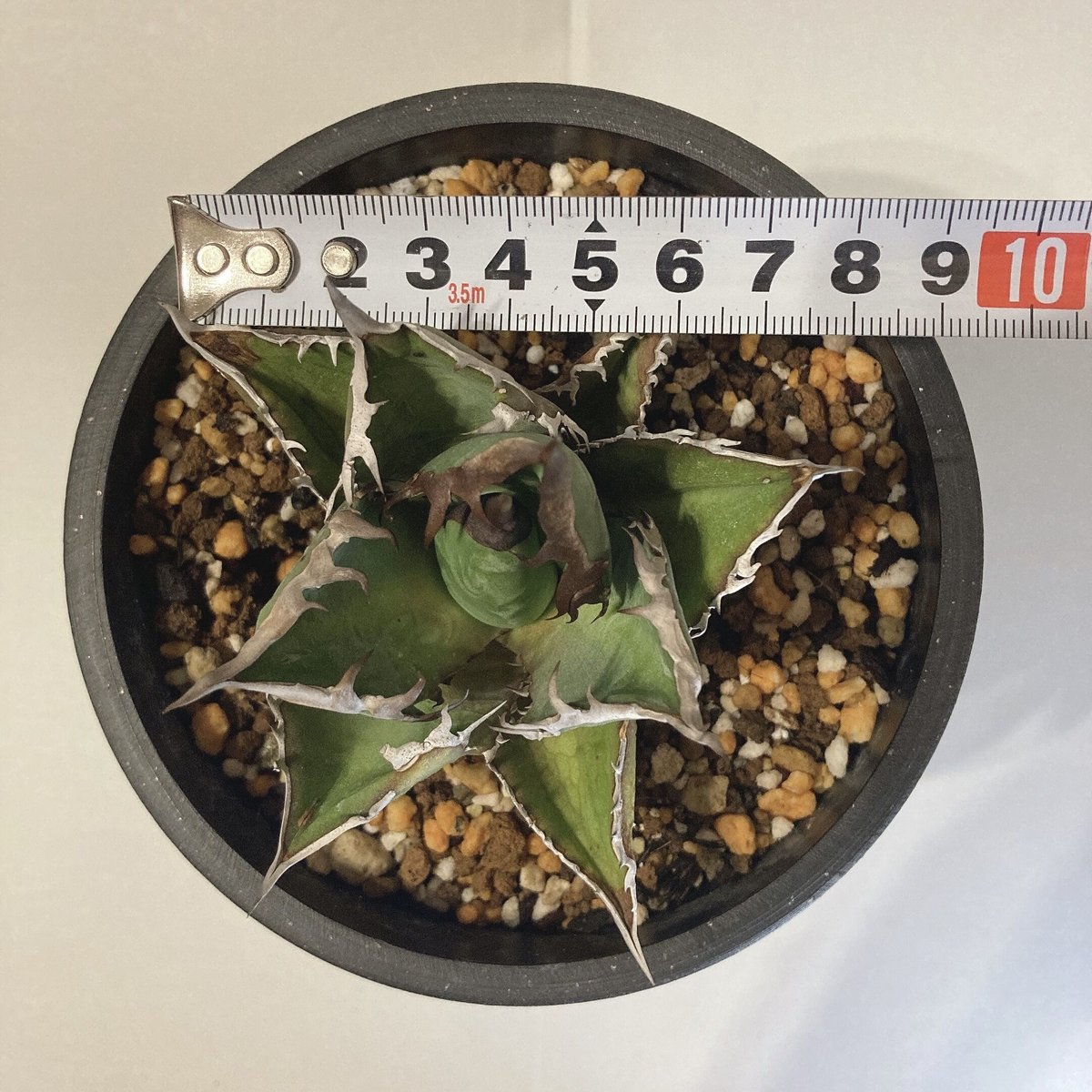 アガベ　チタノタ　黒連棘 アガベ チタノタ 