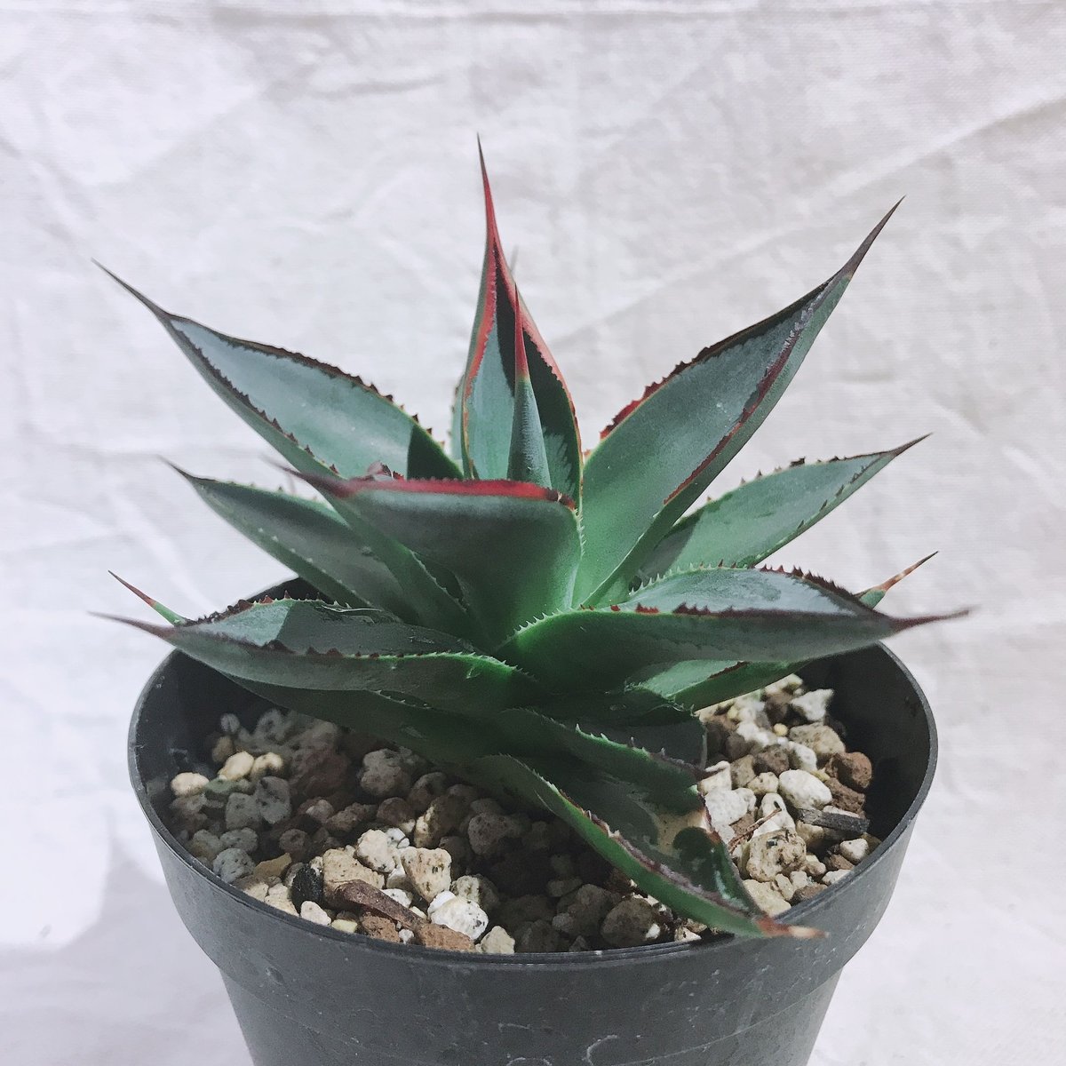 アガベ ブルーグロー 大株 テラコッタ付 虹色に輝く綺麗なアガベ 多肉