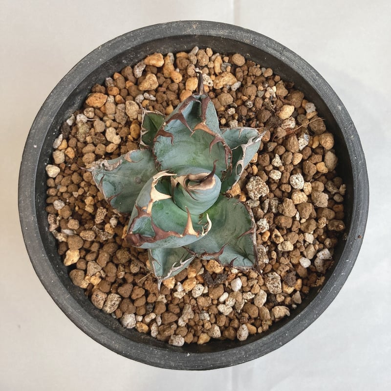 アガベ チタノタ ブラック＆ブルー ボールタイプ | 4S'easons.