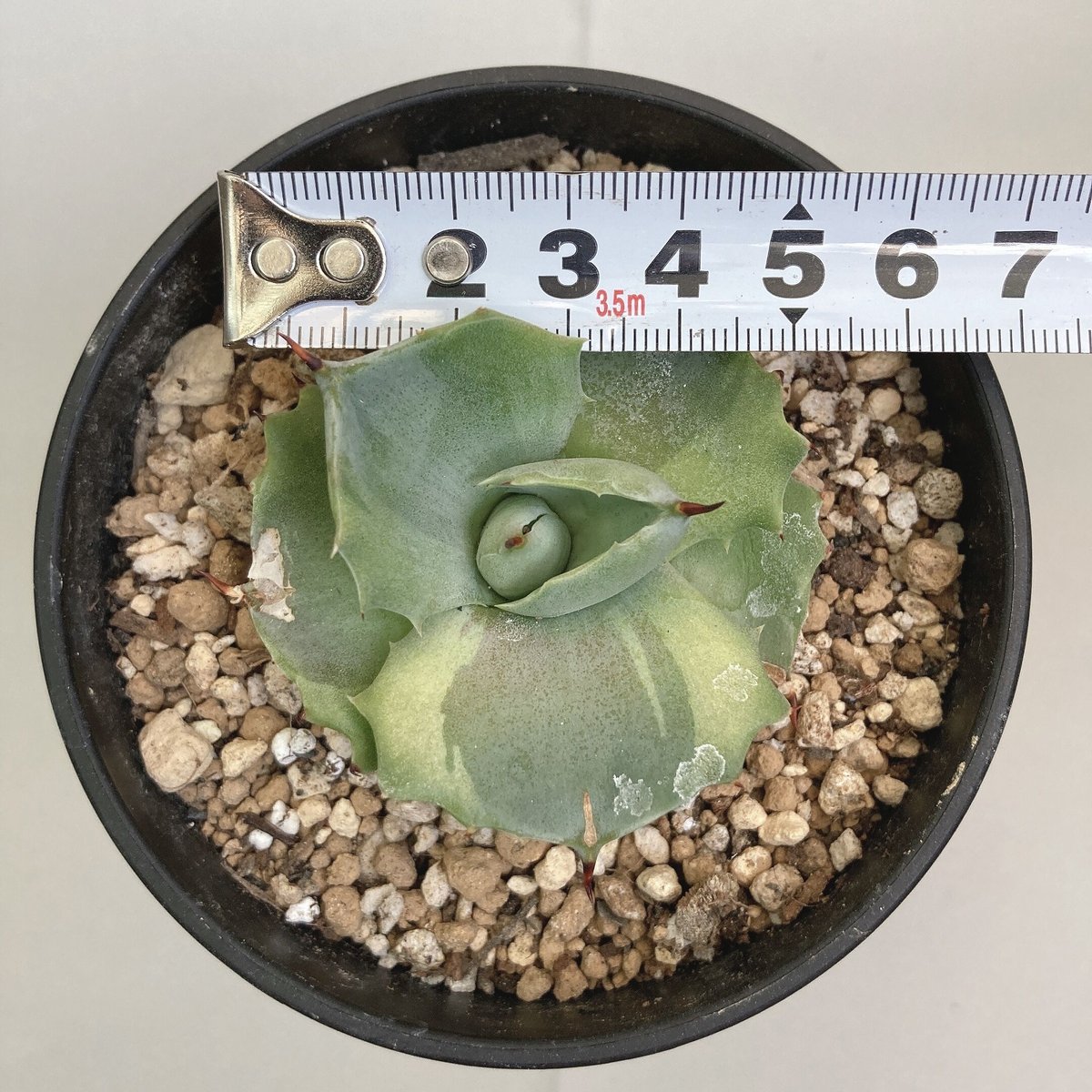 アガベ カビゴン 白覆輪斑 5-604 ITEM | 奇妙な植物園