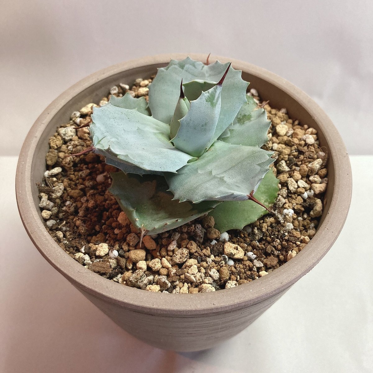 アガベ イシスメンシス ワイドリーフ 丸葉 希少 | 4S'easons.