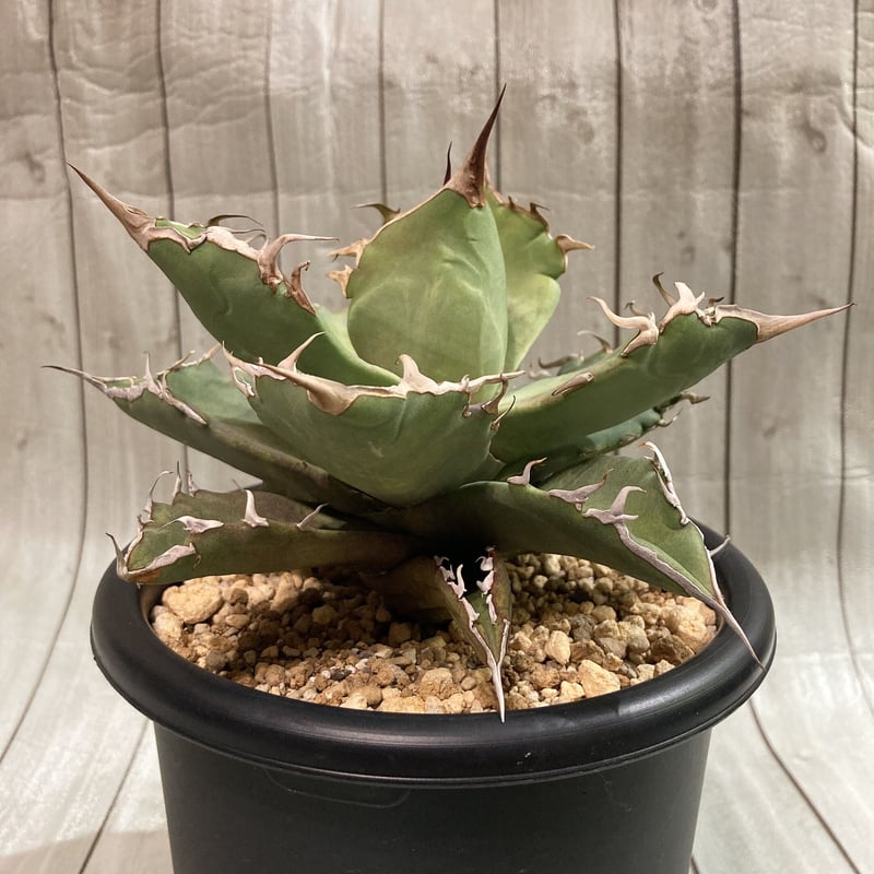 アガベ チタノタ アザラシ 海豹 鉢ごと | 4S 