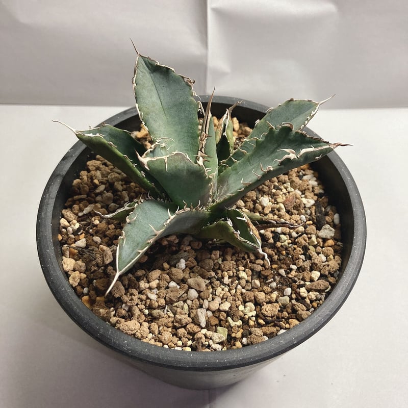 多頭子株】 アガベ チタノタ レオ agave titanota reo 裏棘 - 植物