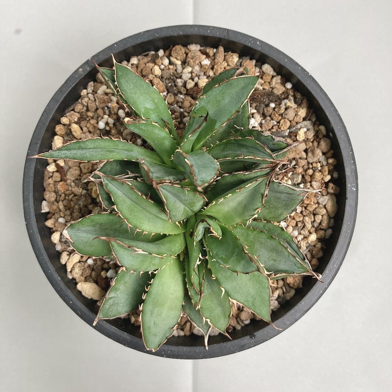 アガベ　チタノタ　オテロイ　フィリグリー　超ミニ　4 アガベ チタノタ オテロイ フィリグリー 超ミニ 4 - メルカリ