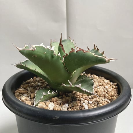 ソウラボx マナズファーム Kabusemono アガベ 4周年 限定品