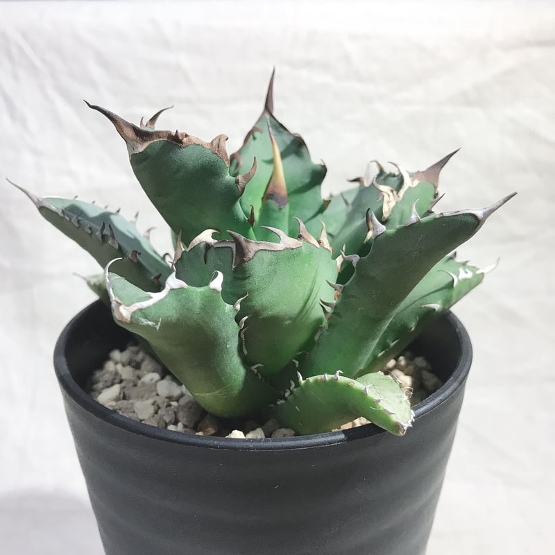 アガベ チタノタ　農大　鉢ごと発送　親株　ドライガーデン アガベ チタノタ 農大 鉢ごと発送 親株 ドライガーデン - メルカリ