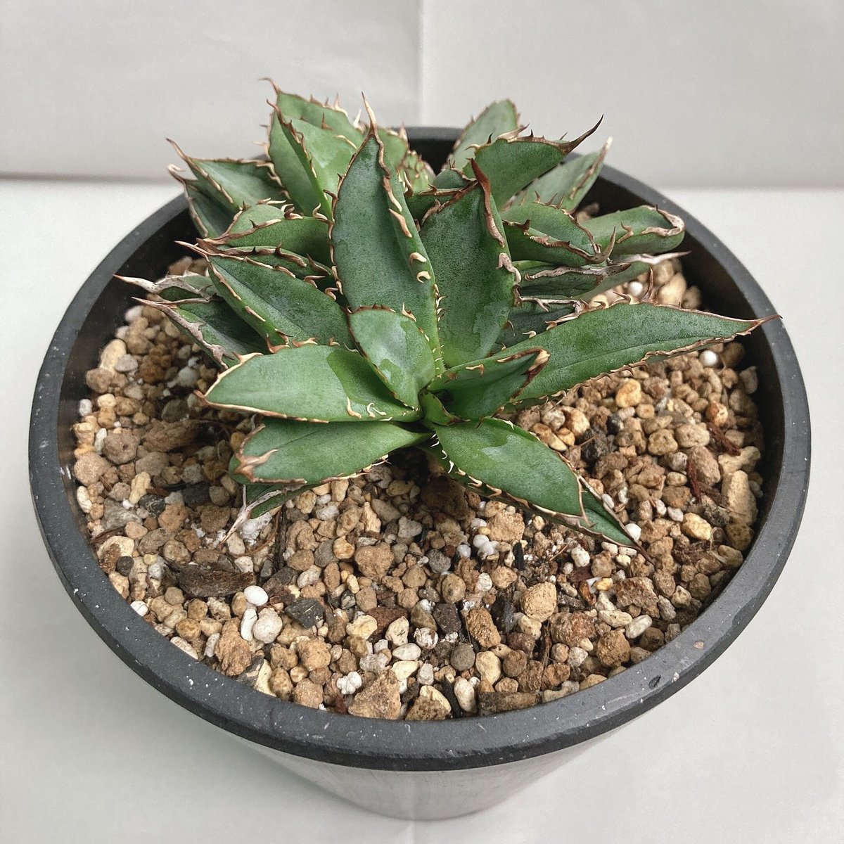 ☆もうすぐ終了年末セール10%OFF☆超極上 アガベ チタノタ フィリグリー アガベ・チタノタ「フィリグリー」 3.5号鉢 | | チタノタ銘品