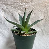 アガベ ファイヤーボール(パラサナ錦 頼光錦) 美株 楽天市場】現品！◇アガベ パラサナ ファイヤーボール 頼光錦