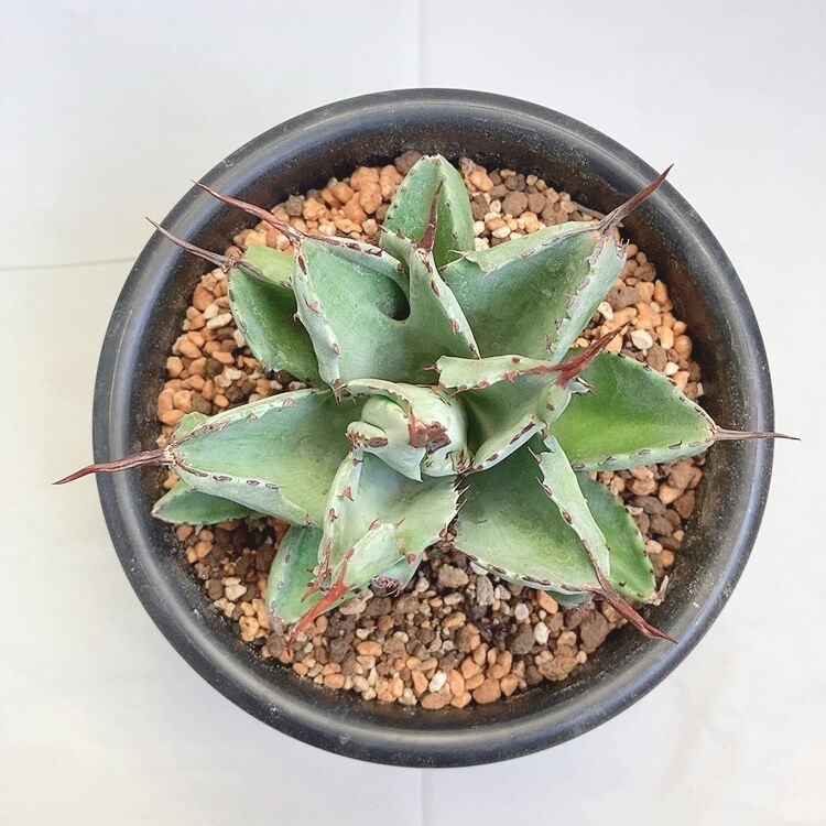 アガベ ポタトラム キュービック モンスト 短葉 | 4S'easons.