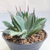 アガベ パラサナ錦 ファイヤーボール 頼光錦 うねり棘 | 4S'easons.