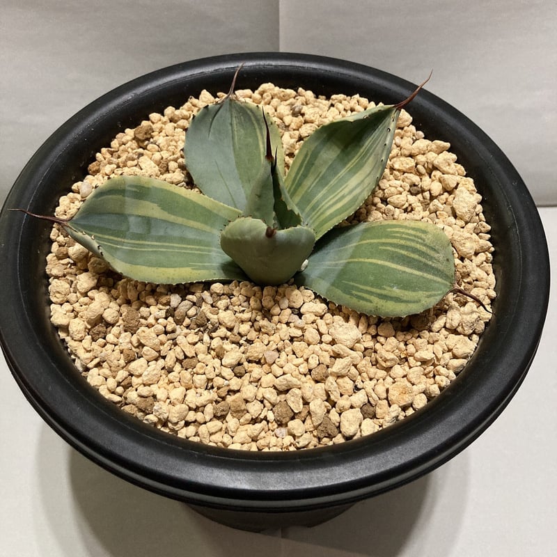 アガベ パリー ライムストリーク Agave parryi truncata Lime Str...