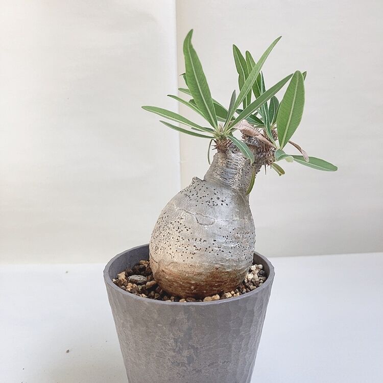 パキポディウム グラキリス 丸型 現地球 発根1年以上 | 4S'easons.