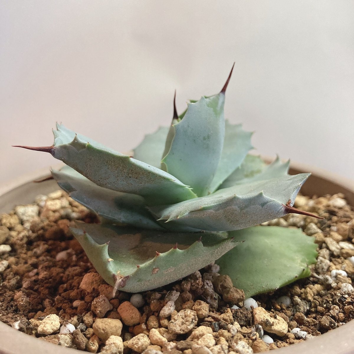 極上 アガベ イシスメンシス valiem バリエム 極上 アガベ イシスメンシス valiem バリエム アガベ