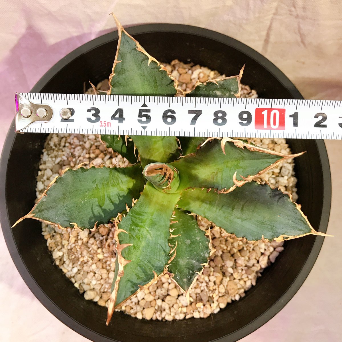 【高騰品種】姫厳竜×レッドキャットウィーズルhyb裏棘 陽炎 特選アガベチタノタ 高騰品種】姫厳竜×レッドキャットウィーズルhyb裏棘 陽炎 特選