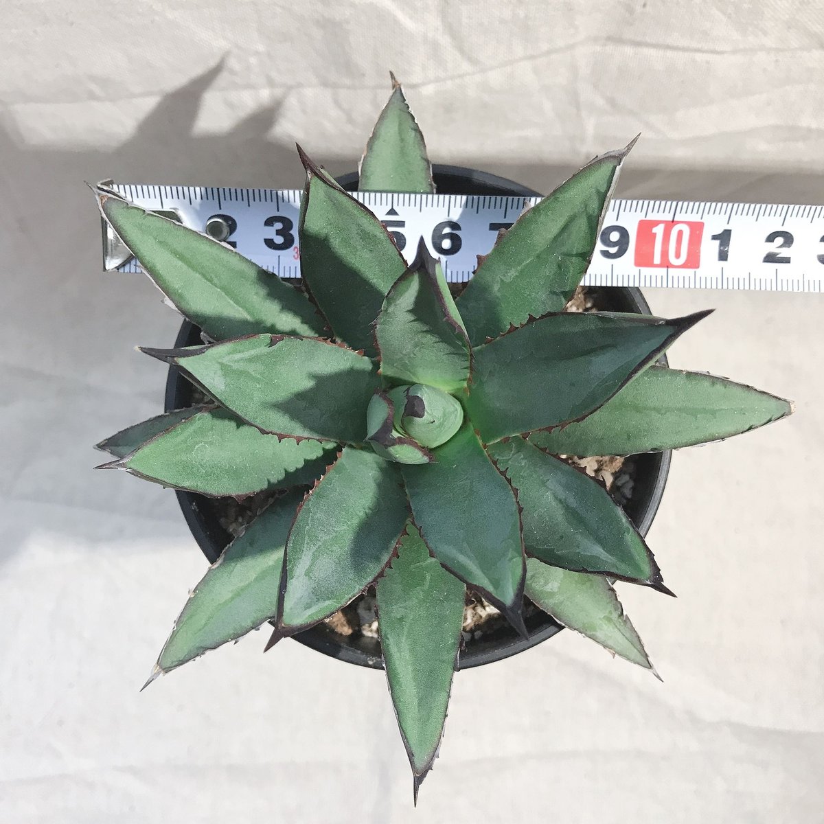 アガベ ブルーエンペラー ブラックスパイン 特選 アガベ ブルーエンペラー ブラックスパイン 特選 - メルカリ