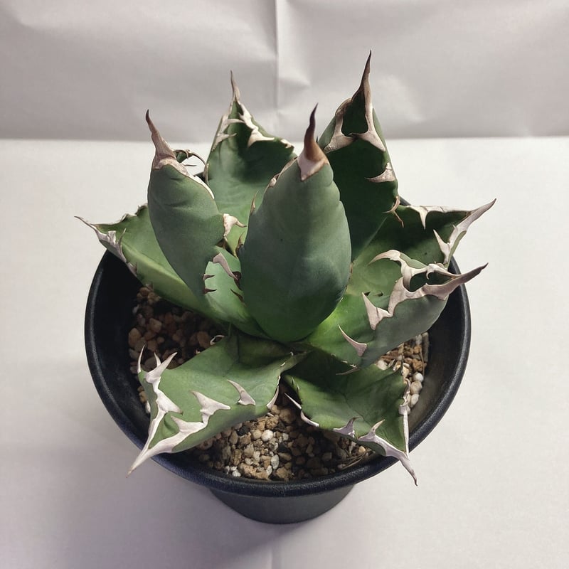 アガベ チタノタ　農大　鉢ごと発送　親株　ドライガーデン アガベ チタノタ 農大 鉢ごと発送 親株 ドライガーデン - メルカリ