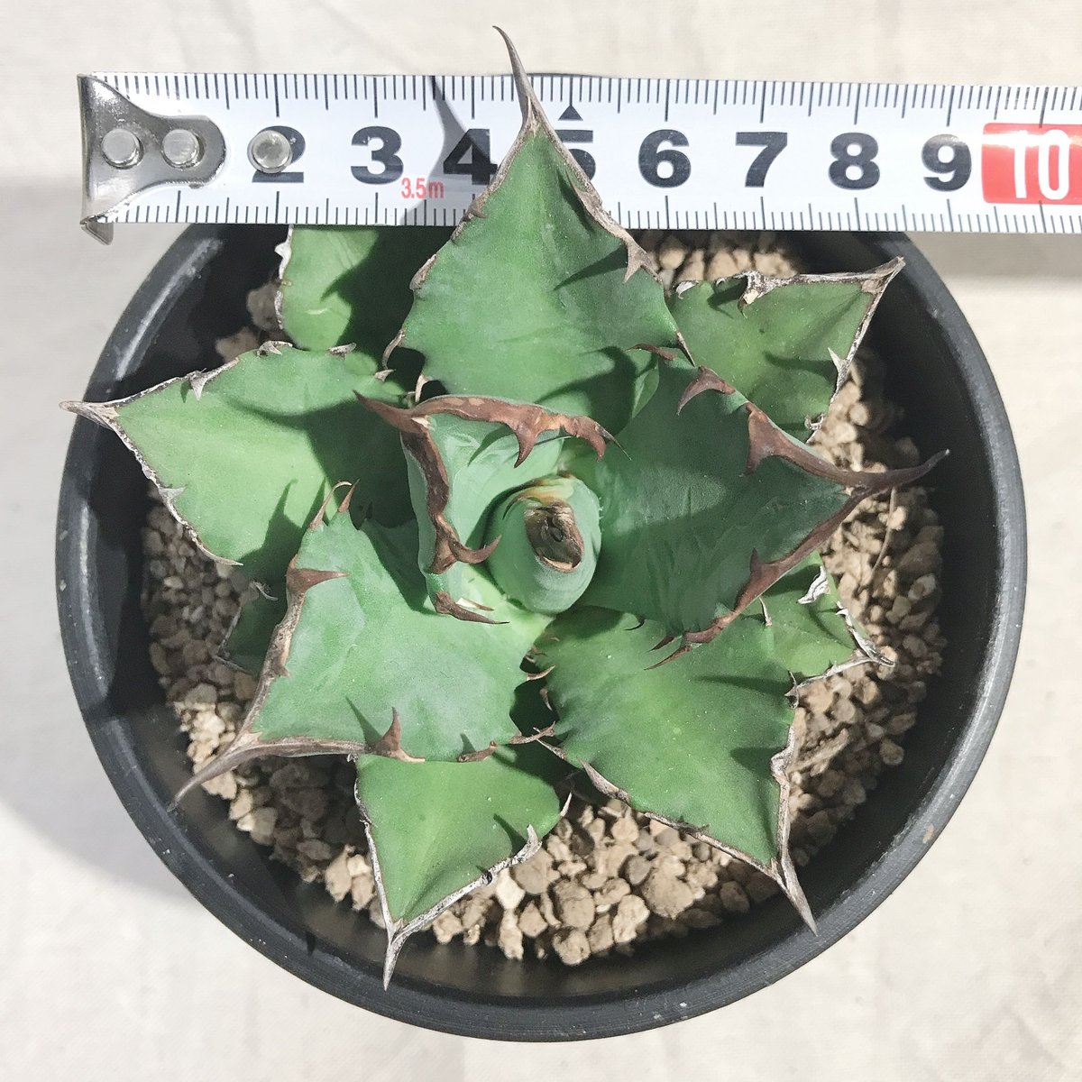 アガベ チタノタ ナンバーワン NO.1 コンパクト 肉厚 農大系③ | 4S