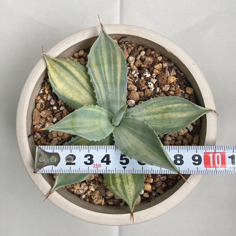 多肉植物：アガベ 楊貴妃*8cm 現品 一品限り 多肉植物：アガベ