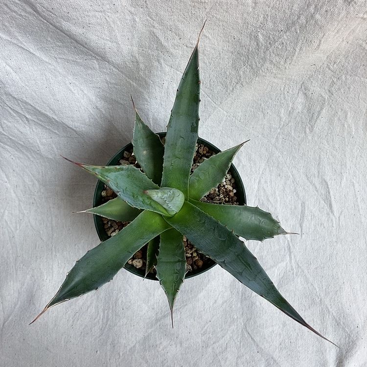 アガベ モンタナ 多肉植物 美苗✨ | 4S'easons. アガベ モンタナ 多肉植物 美苗✨ | 4S'easons.