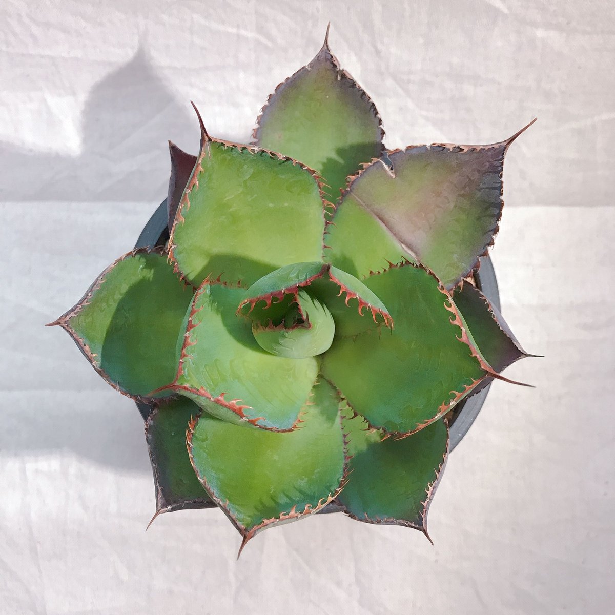 アガベ ボビコルヌータ 限定値下げ アガベ ボビコルヌータ 丸葉 黒プラ鉢 送料込 | 4S'easons.