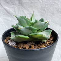 アガベ パリー トランカータ 吉祥天 直径約15センチ | 4S'easons.