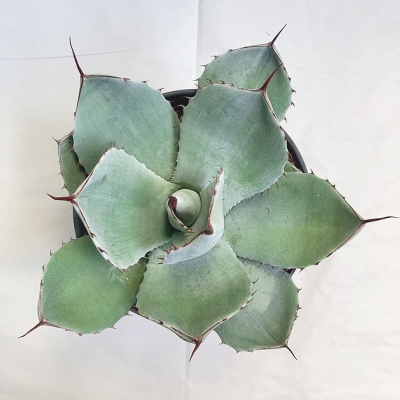ノ*リ様 【300円スタート】姫吉祥天　アガベ　パリー　トランカータ　吉祥天 姫吉祥天 – ROUKA – Succulents Note