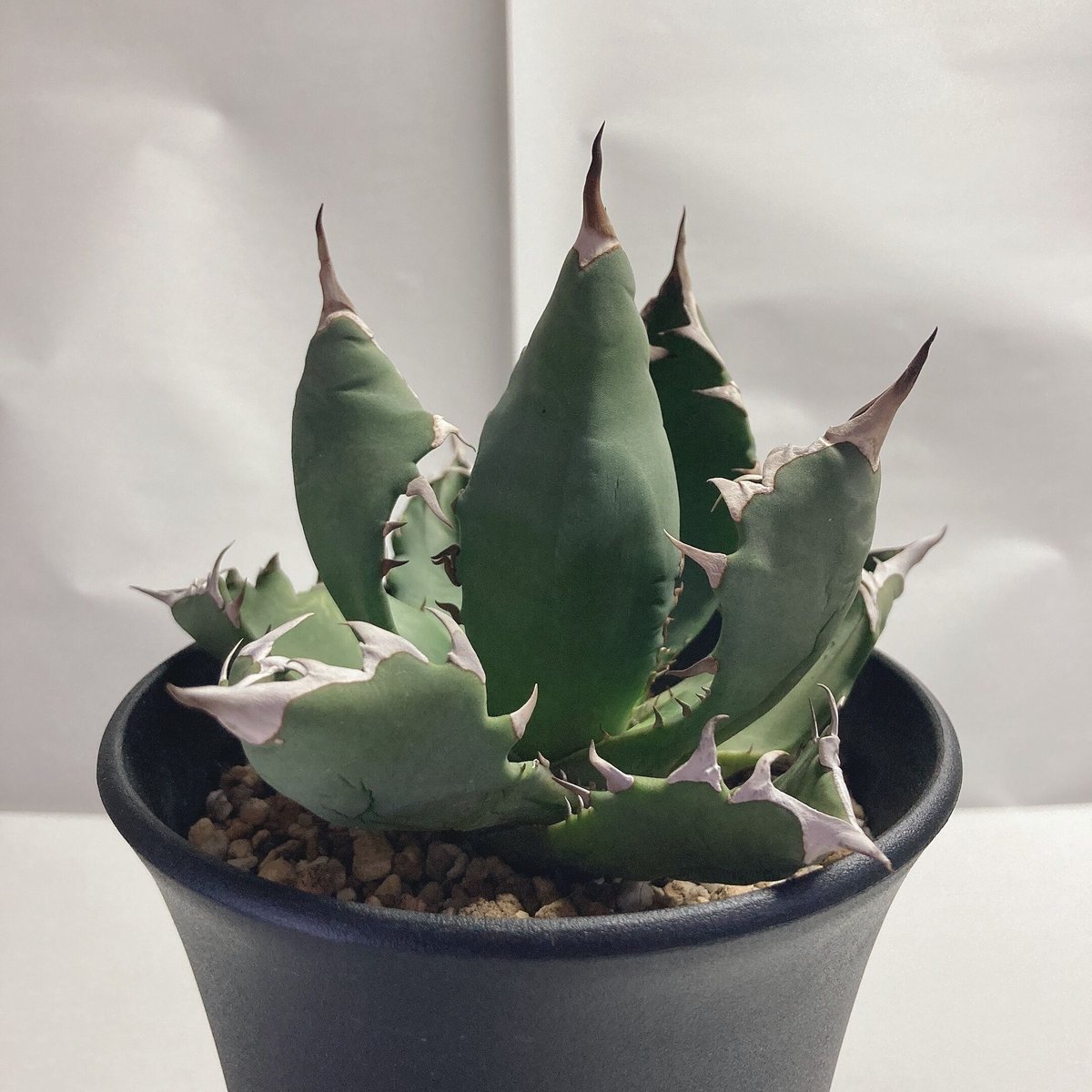 アガベ チタノタ 農大厳竜 ボールタイプ | 4S'easons.