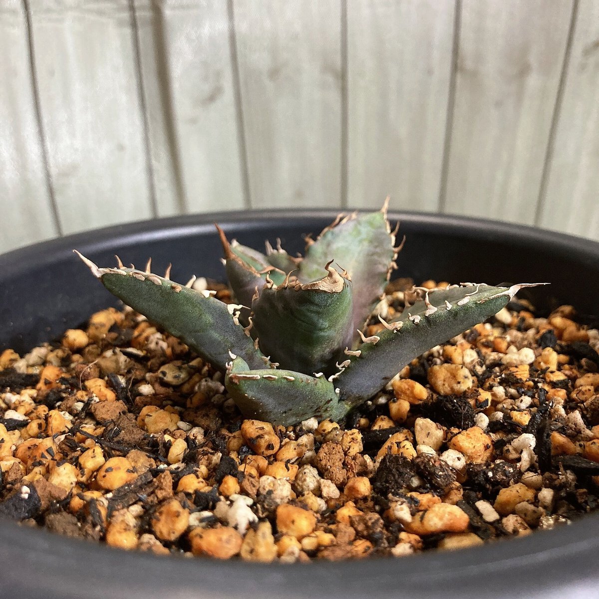 アガベ チタノタ ホワイトファイヤー うねり棘 極上カキコ 鉢ごと