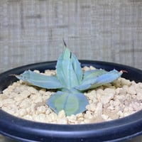 アガベ パラサナ 実生株 | 4S'easons.
