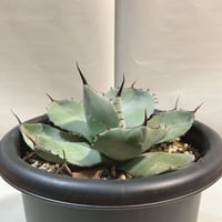 アガベ パラサナ 実生株 | 4S'easons.