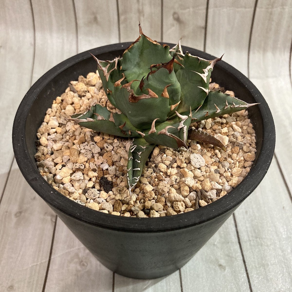 アガベ チタノタ 農大厳竜 極上 ボール形状 | 4S 