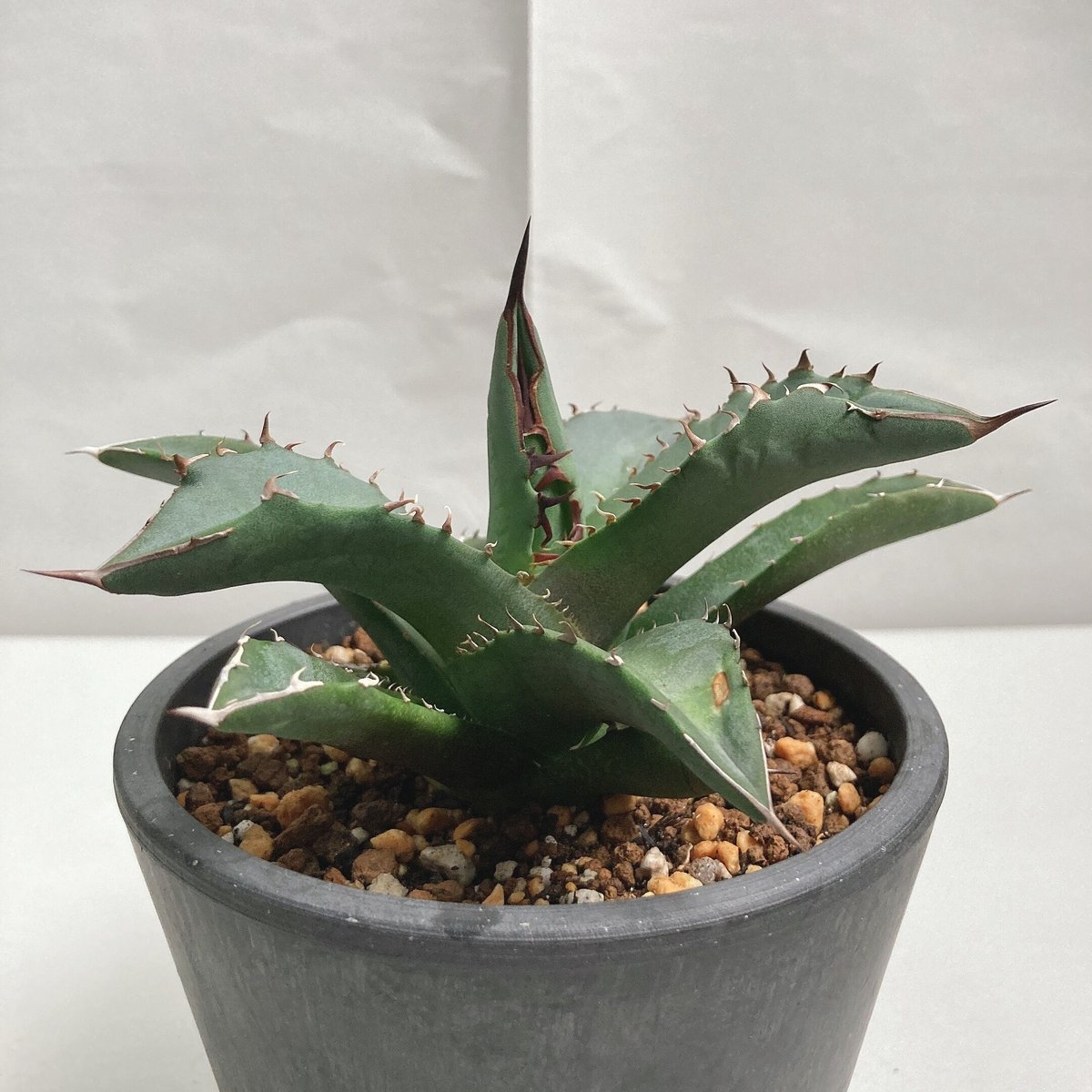 アガベ　チタノタ　有望株 アガベ チタノタ 将来有望株