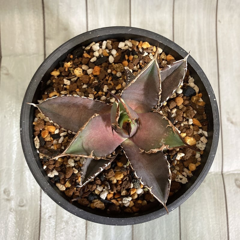 アガベチタノタ ノーネーム ② 裏棘あり 【公式通販】