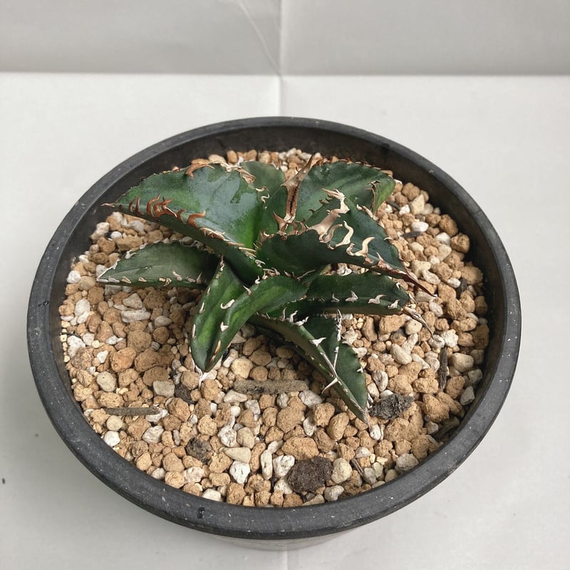 アガベ チタノタ 中斑(季節斑) ソーラーエクリプス