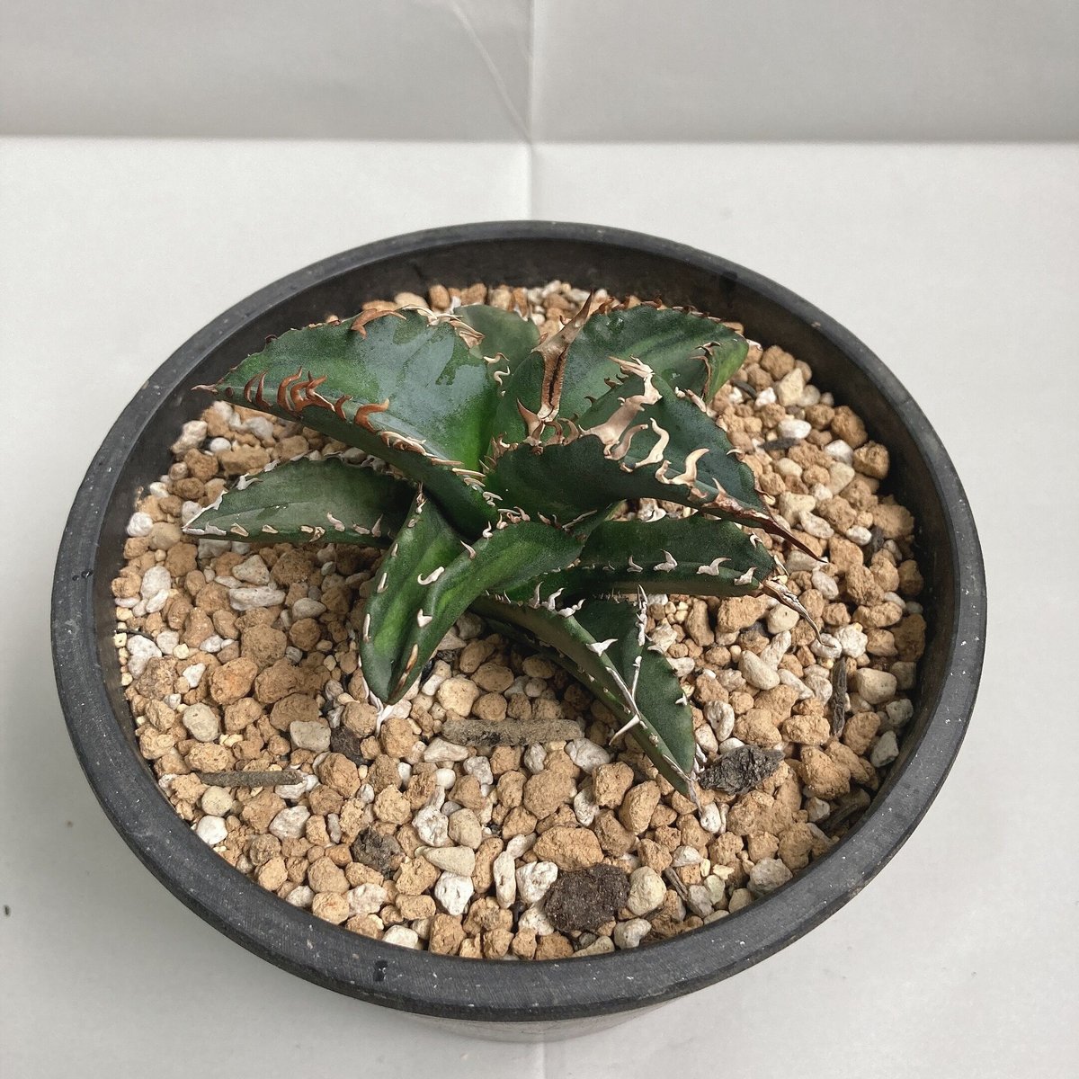 アガベ チタノタ ソーラーエクリプス （季節中斑） | 4S'easons.