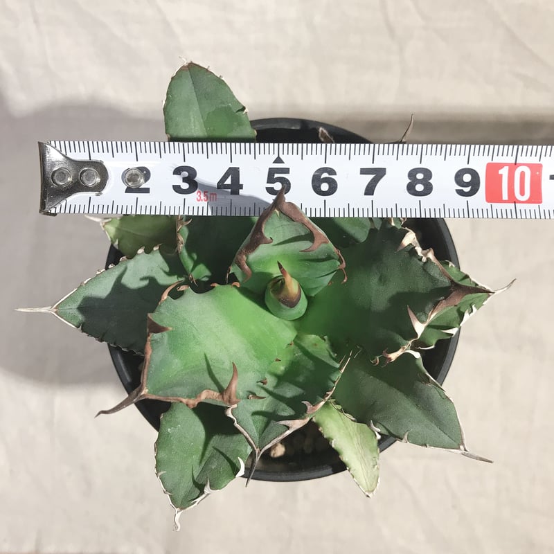 アガベ チタノタ 農大厳竜 葉幅約10㎝ 送料込み | 4S'easons. アガベ チタノタ 農大厳竜 葉幅約10㎝ 送料込み | 4S'easons.