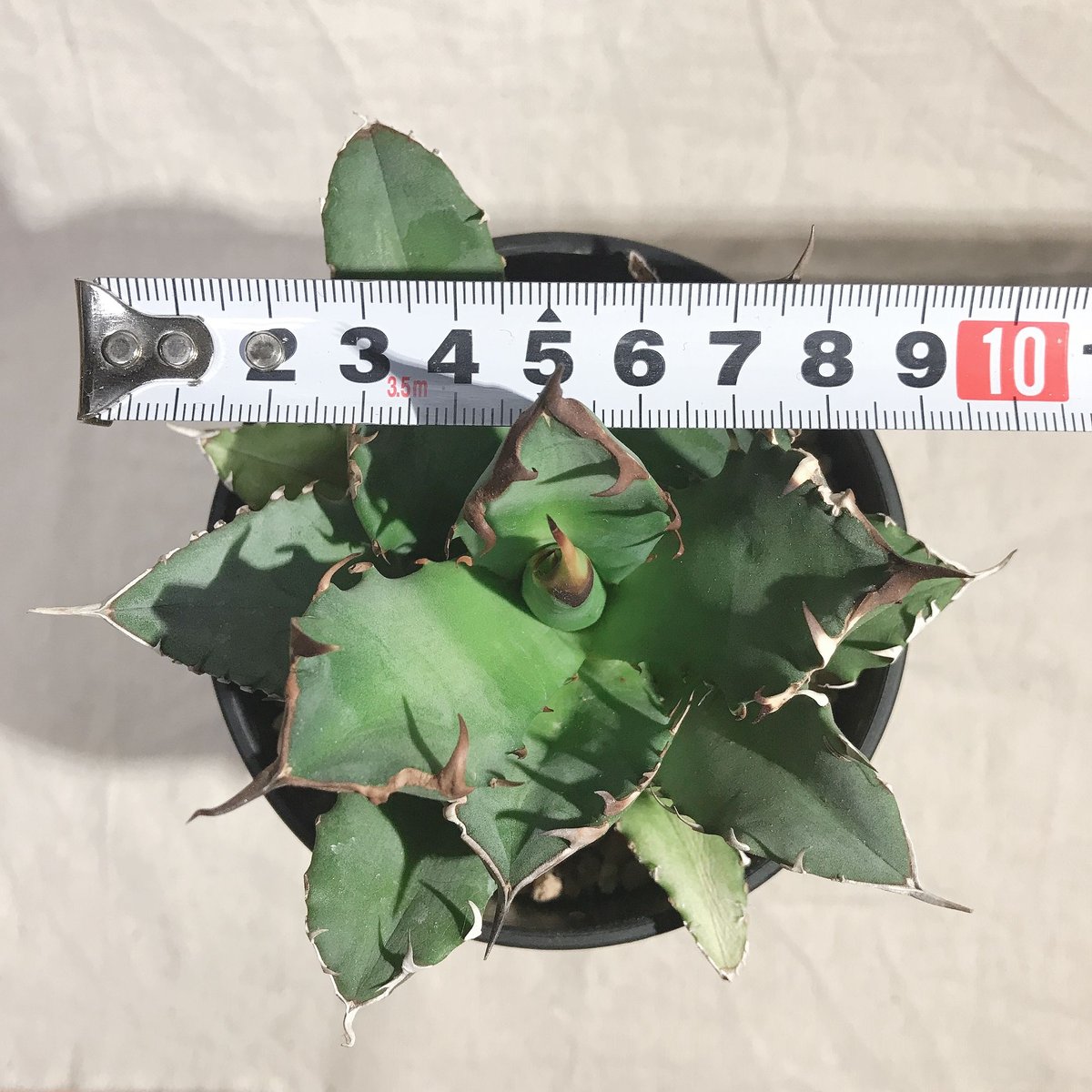 アガベ チタノタ 農大厳竜 葉幅約10㎝ 発根済 アガベ チタノタ 農大厳竜 葉幅約10㎝ 送料込み | 4S'easons.