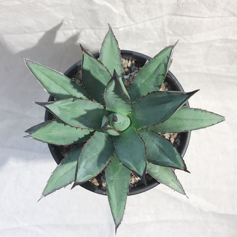 アガベ ブルーエンペラー 強棘 裏棘 棘直径12㎝以上 | 4S'easons.