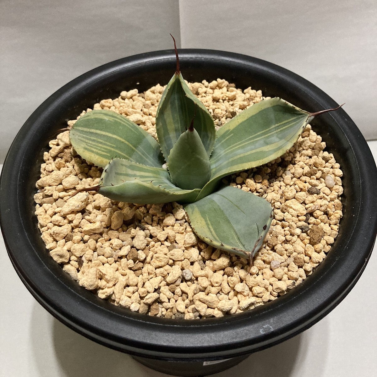 アガベ パリー ライムストリーク Agave parryi truncata Lime Str アガベ パリー ライムストリーク Agave parryi truncata Lime Str