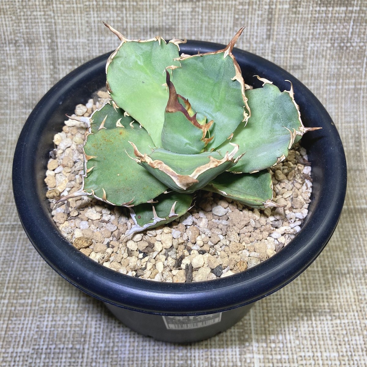 アガベ　覇王竜　短葉　ムチムチ　肉厚　ボールタイプ　幅広 アガベ 覇王竜 短葉 ムチムチ 肉厚 ボールタイプ 幅広 【公式通販】